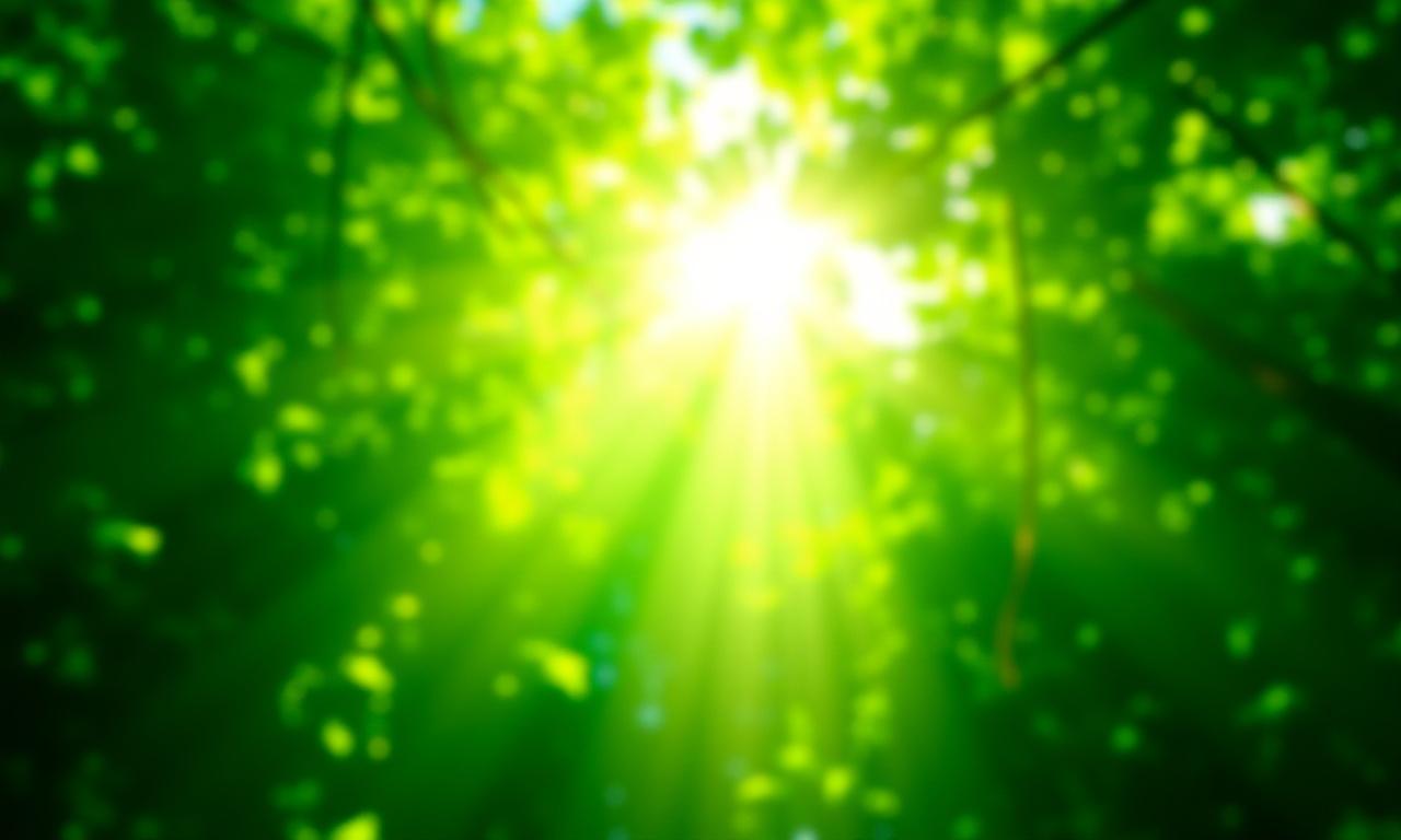 Lush green forest with sunlight filtering through leaves, symbolizing environmental commitment.